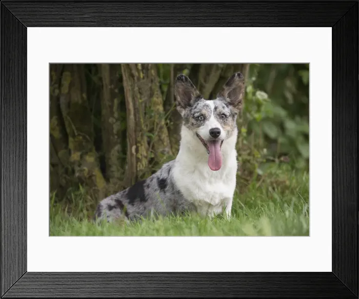 Framed Print : Picture No. 11808307