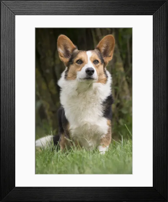 Framed Print : Picture No. 11808309 Framed Print : Picture No. 11808309