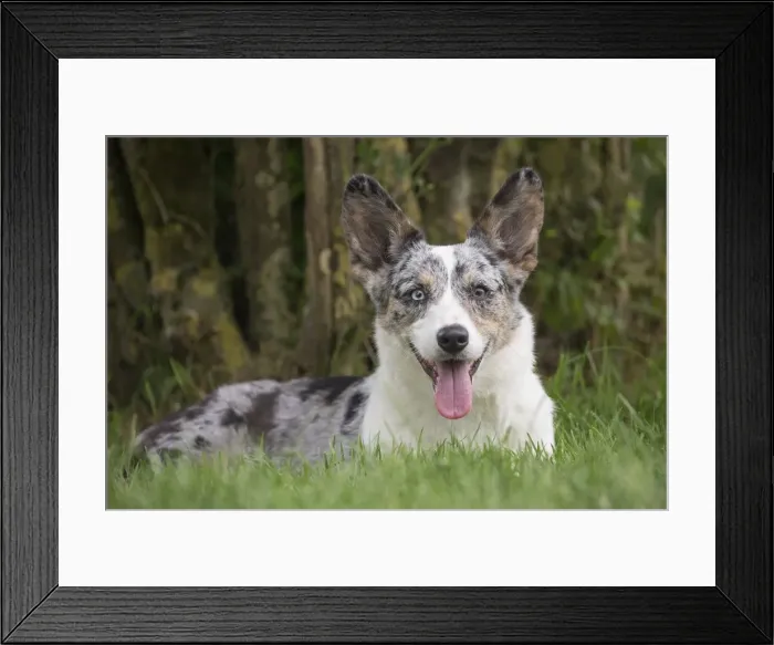 Framed Print : Picture No. 11808308 Framed Print : Picture No. 11808308