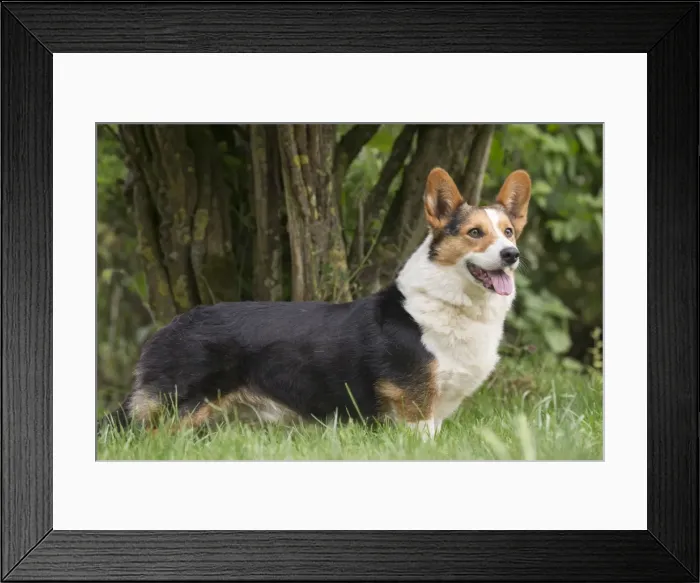 Framed Print : Picture No. 11808310 Framed Print : Picture No. 11808310