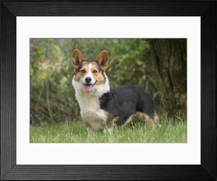 Framed Print : Picture No. 11808311 Framed Print : Picture No. 11808311