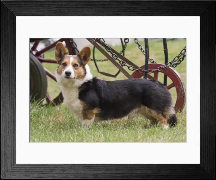 Framed Print : Picture No. 11808312 Framed Print : Picture No. 11808312