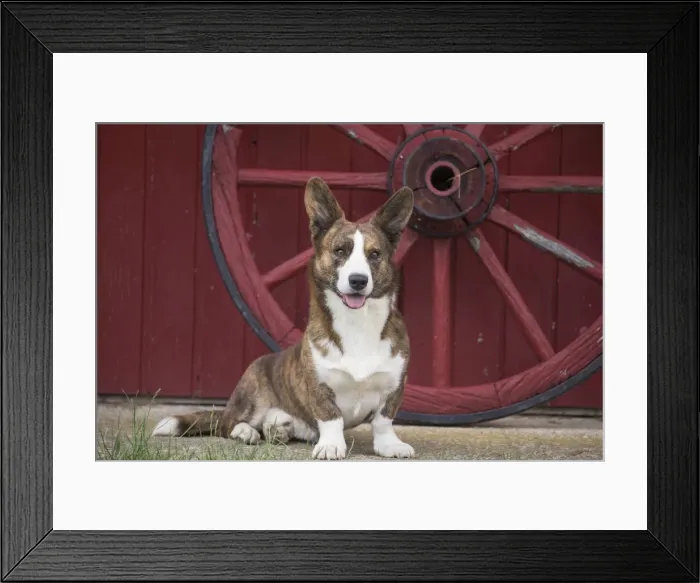 Framed Print : Picture No. 11808315