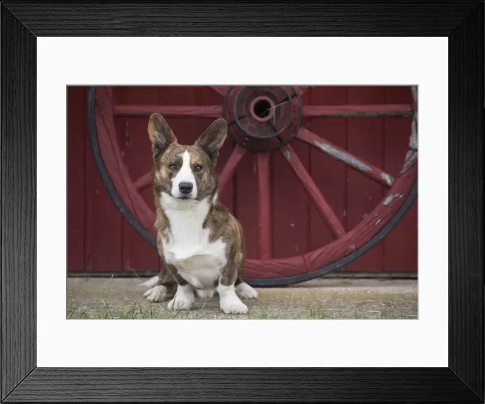 Framed Print : Picture No. 11808316 Framed Print : Picture No. 11808316