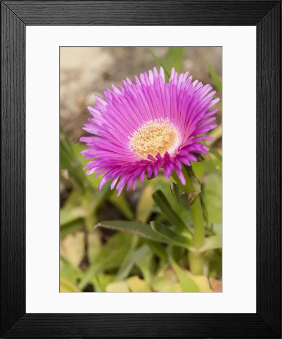 Framed Print : Picture No. 11808317 Framed Print : Picture No. 11808317