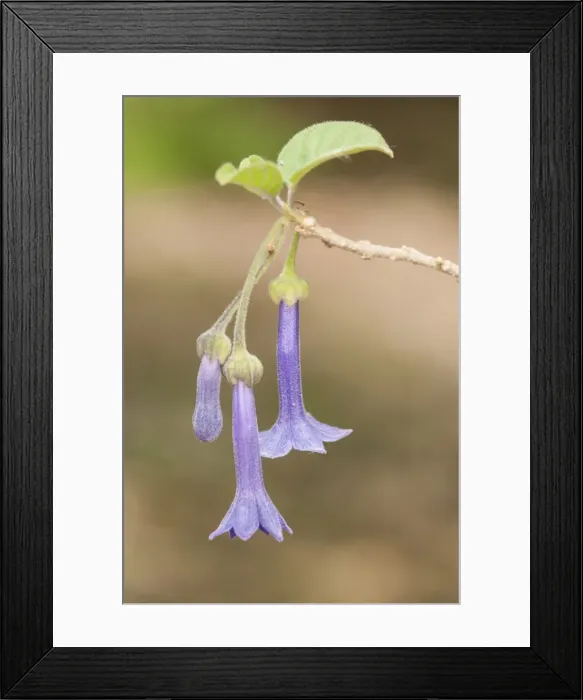 Framed Print : Picture No. 11808318 Framed Print : Picture No. 11808318