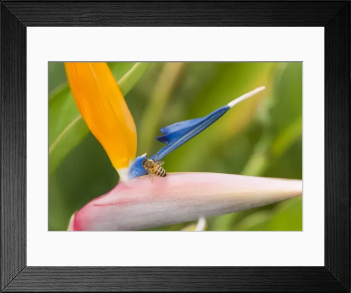Framed Print : Picture No. 11808319 Framed Print : Picture No. 11808319