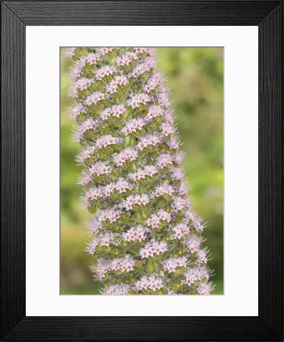 Framed Print : Picture No. 11808320 Framed Print : Picture No. 11808320