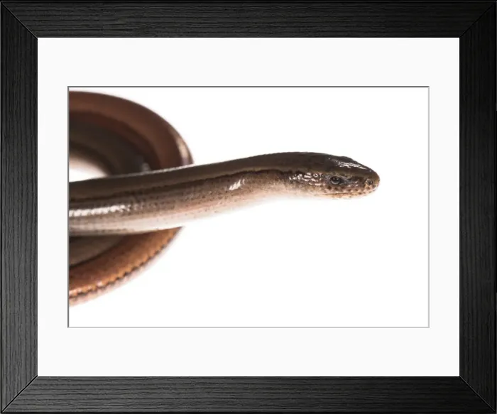 Framed Print : Picture No. 11808321 Framed Print : Picture No. 11808321