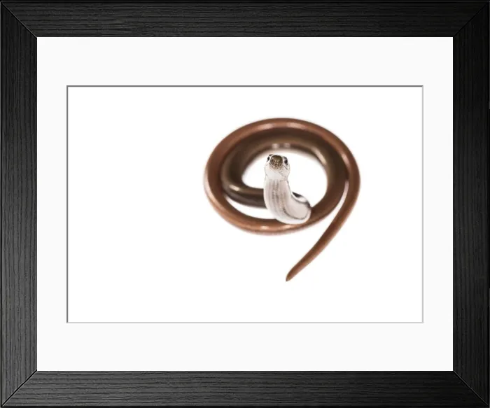 Framed Print : Picture No. 11808322 Framed Print : Picture No. 11808322