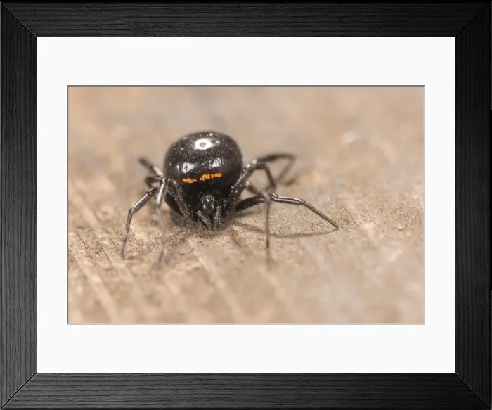 Framed Print : Picture No. 11808323 Framed Print : Picture No. 11808323