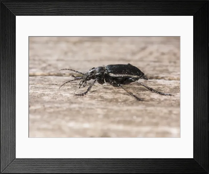 Framed Print : Picture No. 11808324 Framed Print : Picture No. 11808324