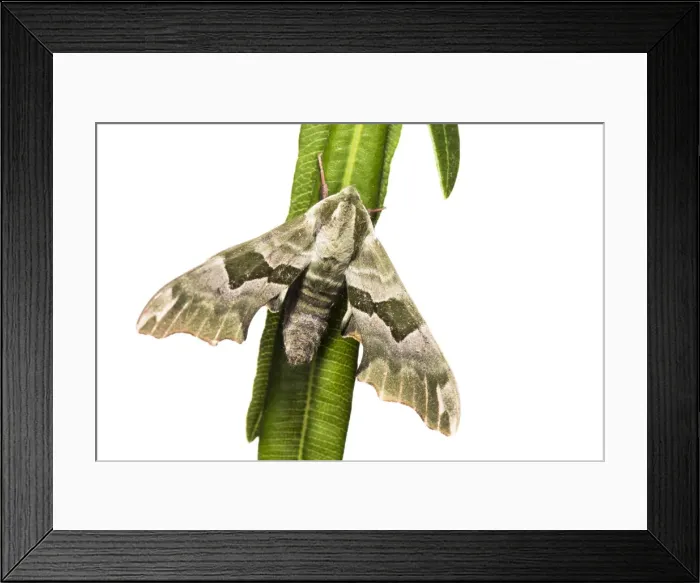 Framed Print : Picture No. 11808325 Framed Print : Picture No. 11808325