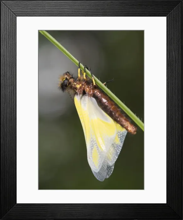 Framed Print : Picture No. 11808326 Framed Print : Picture No. 11808326