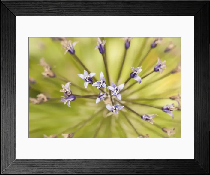 Framed Print : Picture No. 11808329 Framed Print : Picture No. 11808329