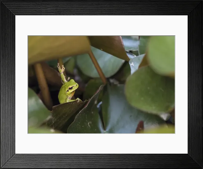 Framed Print : Picture No. 11808328 Framed Print : Picture No. 11808328