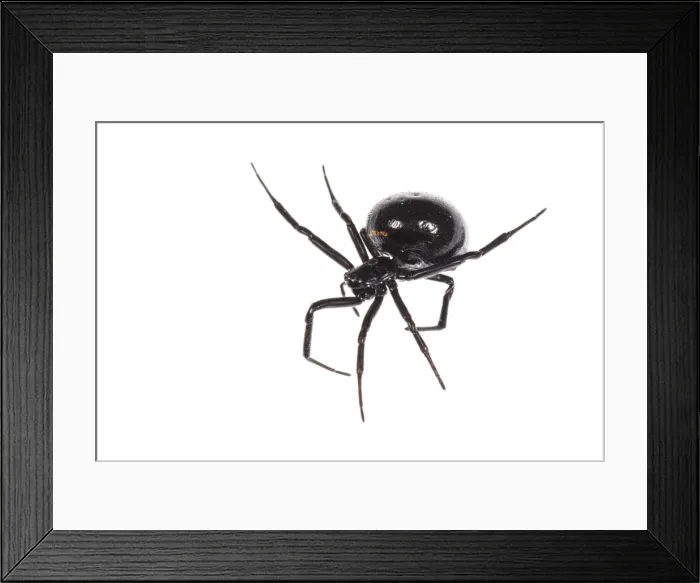 Framed Print : Picture No. 11808330 Framed Print : Picture No. 11808330