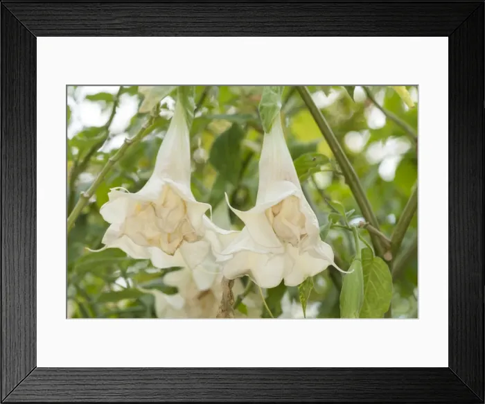 Framed Print : Picture No. 11808331 Framed Print : Picture No. 11808331