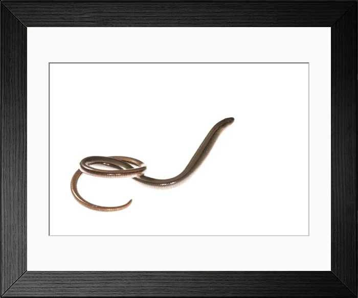 Framed Print : Picture No. 11808333 Framed Print : Picture No. 11808333