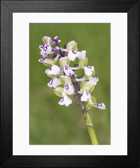 Framed Print : Picture No. 11808332 Framed Print : Picture No. 11808332
