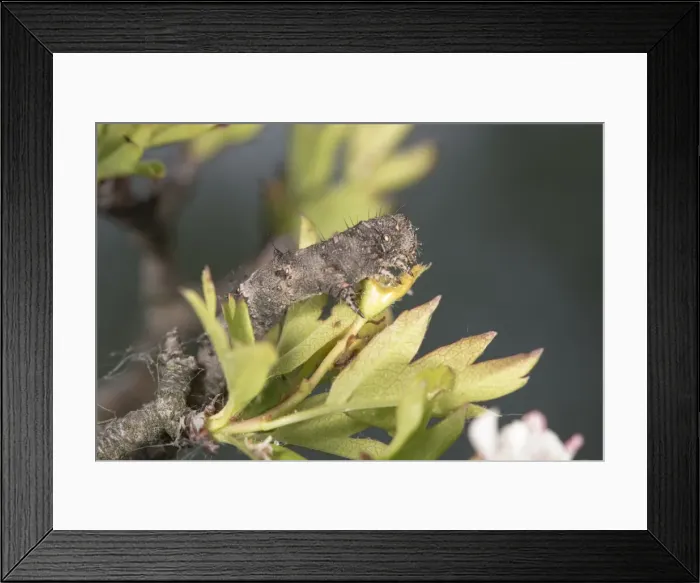 Framed Print : Picture No. 11808334 Framed Print : Picture No. 11808334
