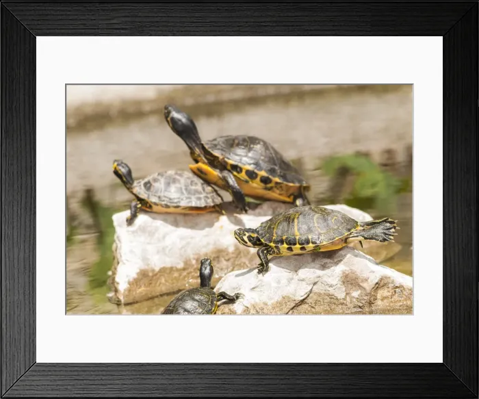 Framed Print : Picture No. 11808336 Framed Print : Picture No. 11808336