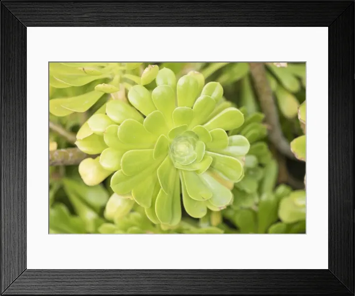 Framed Print : Picture No. 11808335 Framed Print : Picture No. 11808335