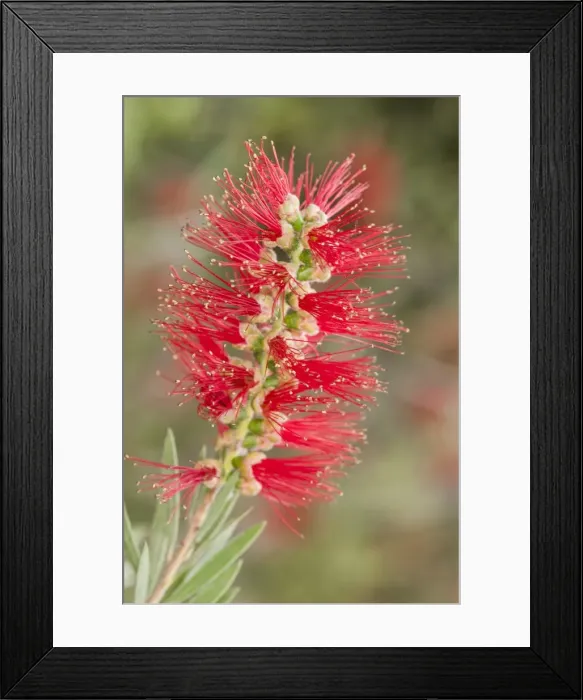 Framed Print : Picture No. 11808337 Framed Print : Picture No. 11808337
