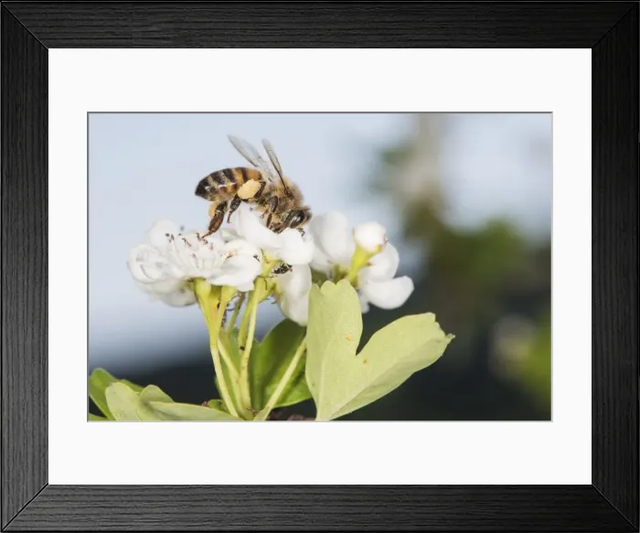 Framed Print : Picture No. 11808338 Framed Print : Picture No. 11808338