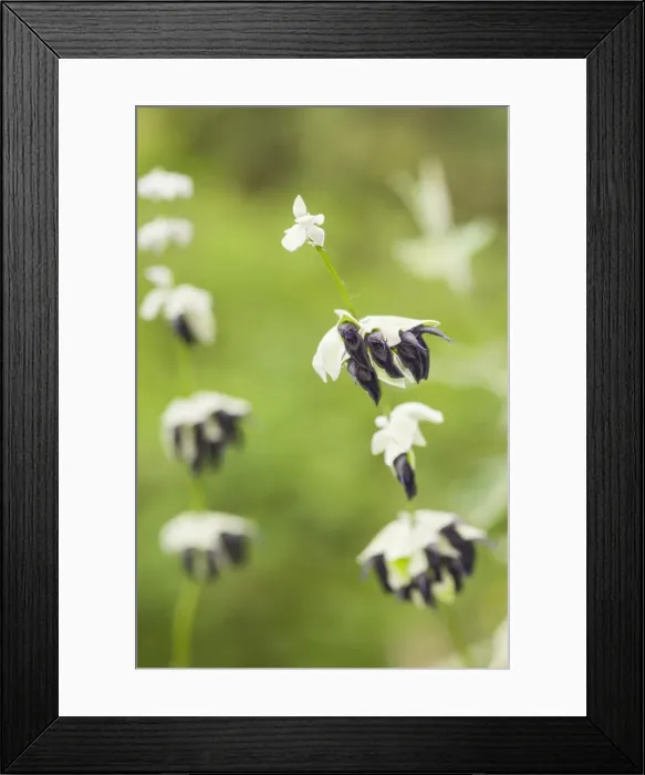 Framed Print : Picture No. 11808339 Framed Print : Picture No. 11808339