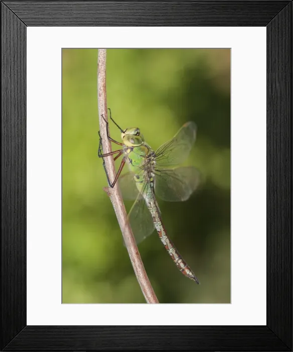 Framed Print : Picture No. 11808340 Framed Print : Picture No. 11808340