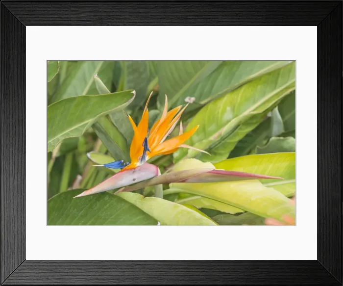 Framed Print : Picture No. 11808342 Framed Print : Picture No. 11808342