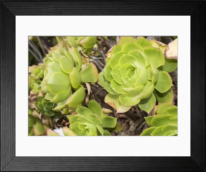 Framed Print : Picture No. 11808343 Framed Print : Picture No. 11808343