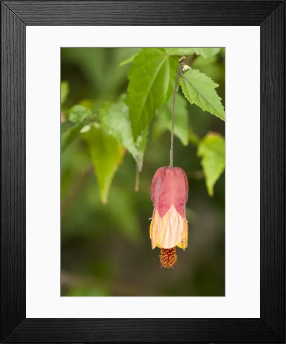 Framed Print : Picture No. 11808344 Framed Print : Picture No. 11808344