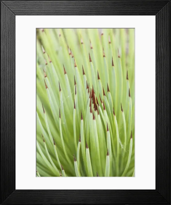 Framed Print : Picture No. 11808345 Framed Print : Picture No. 11808345