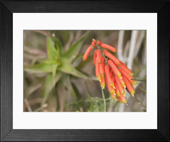Framed Print : Picture No. 11808346 Framed Print : Picture No. 11808346