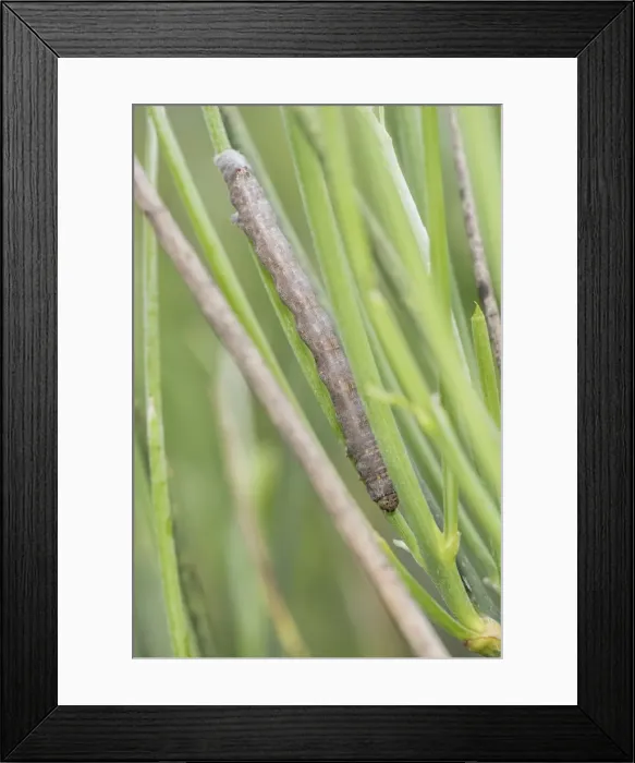 Framed Print : Picture No. 11808347 Framed Print : Picture No. 11808347