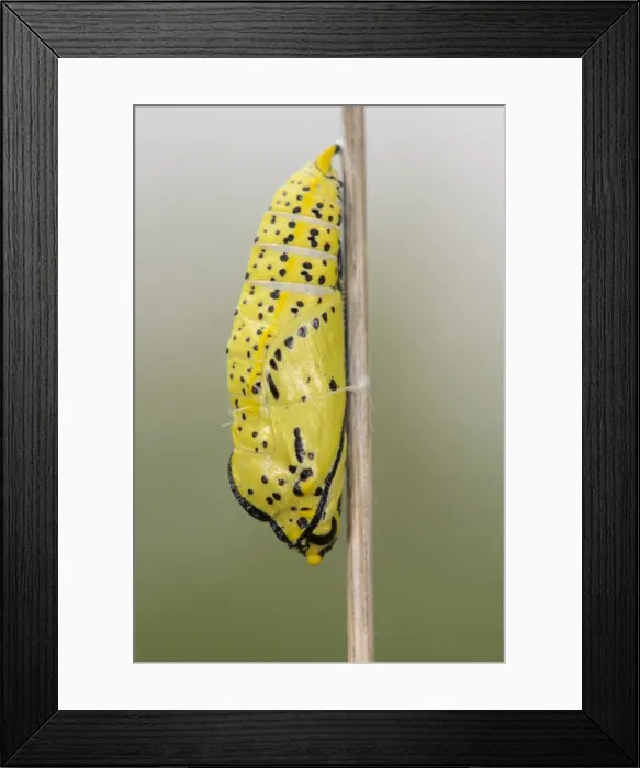Framed Print : Picture No. 11808348 Framed Print : Picture No. 11808348