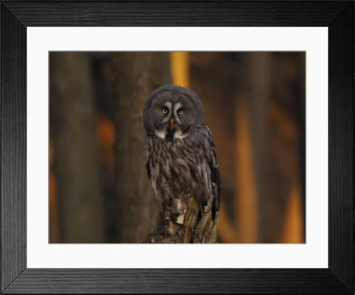 Framed Print : Picture No. 11808508 Framed Print : Picture No. 11808508