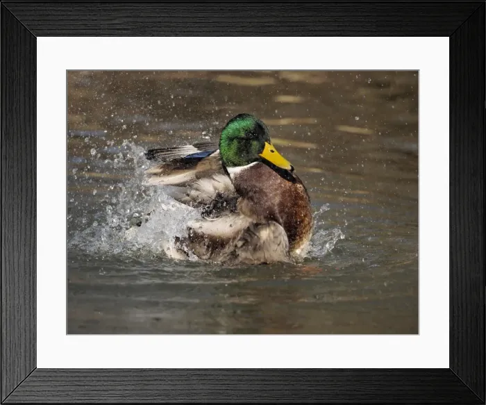 Framed Print : Picture No. 11808510 Framed Print : Picture No. 11808510