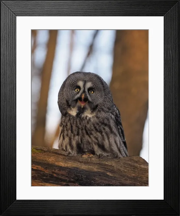 Framed Print : Picture No. 11808511 Framed Print : Picture No. 11808511