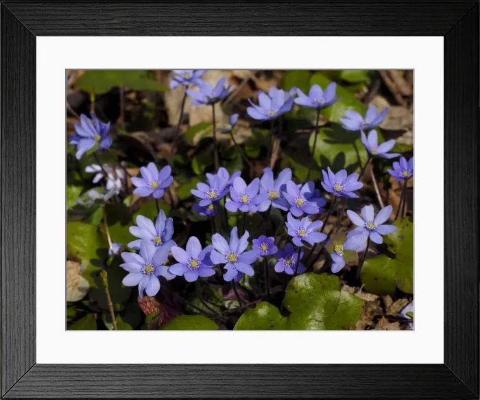 Framed Print : Picture No. 11808512 Framed Print : Picture No. 11808512