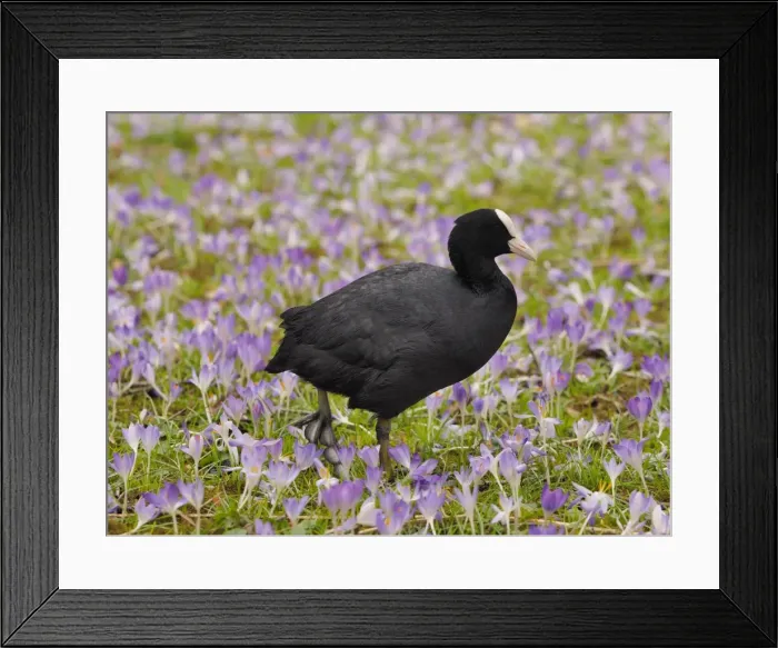 Framed Print : Picture No. 11808513 Framed Print : Picture No. 11808513