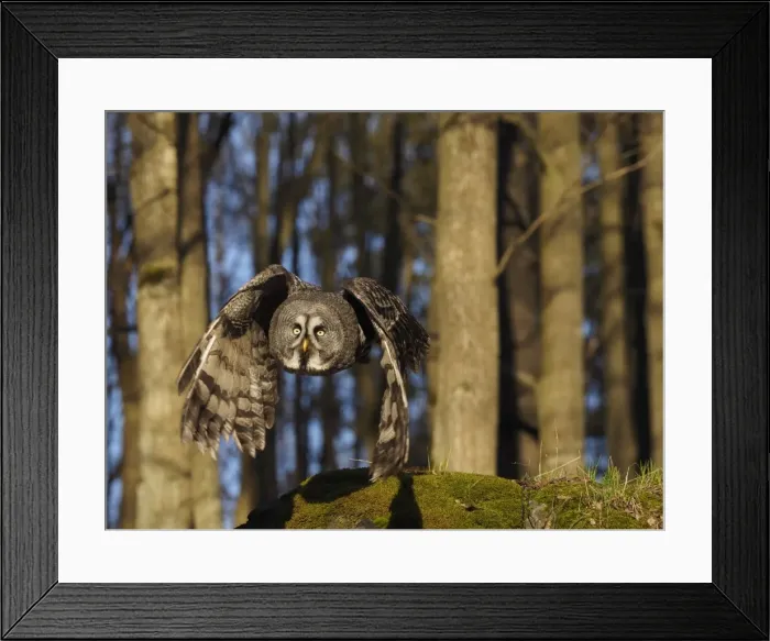 Framed Print : Picture No. 11808514 Framed Print : Picture No. 11808514