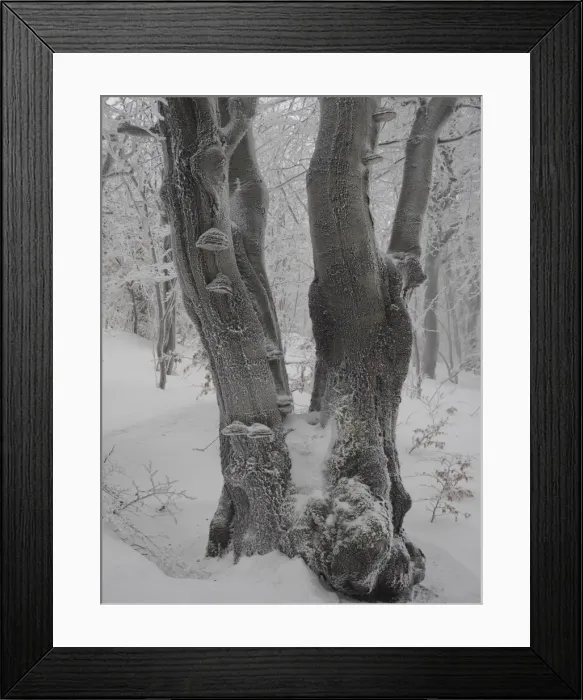 Framed Print : Picture No. 11808515 Framed Print : Picture No. 11808515