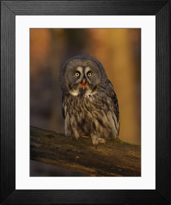 Framed Print : Picture No. 11808516 Framed Print : Picture No. 11808516