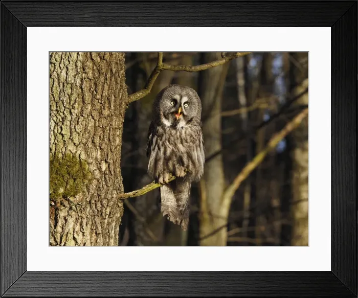 Framed Print : Picture No. 11808517 Framed Print : Picture No. 11808517