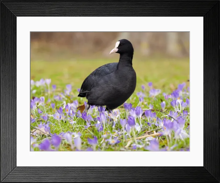 Framed Print : Picture No. 11808518 Framed Print : Picture No. 11808518