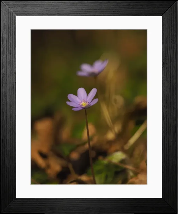 Framed Print : Picture No. 11808519 Framed Print : Picture No. 11808519