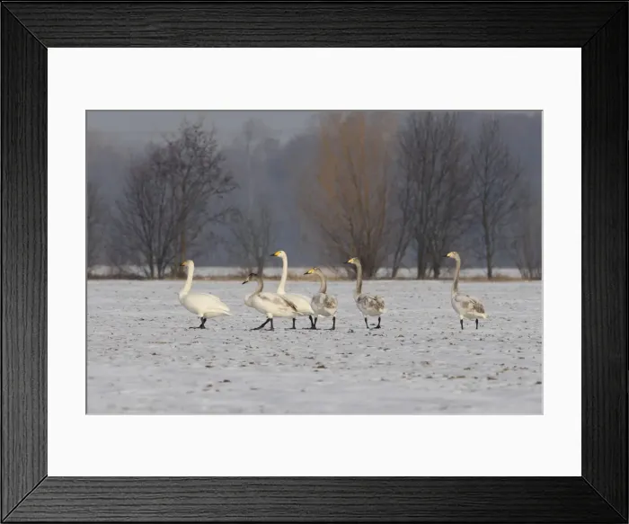Framed Print : Picture No. 11808520 Framed Print : Picture No. 11808520